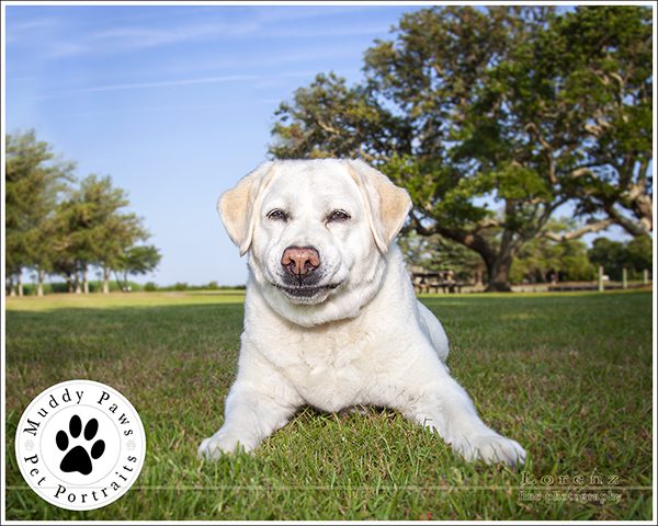 a dog portrait from a fun family photography session in Corolla in the Outer Banks of North Carolina
