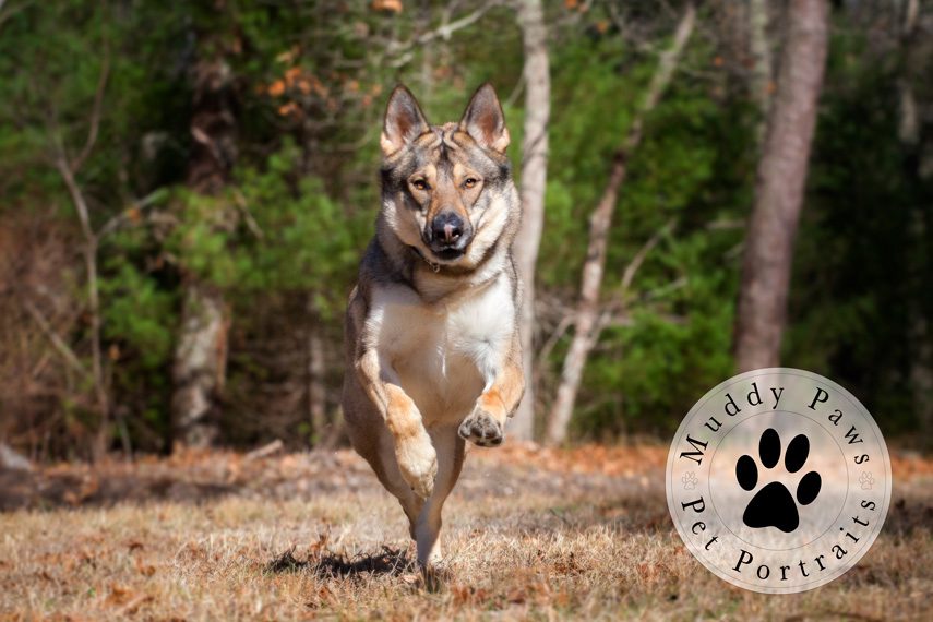 the best dog photographer in New Jersey