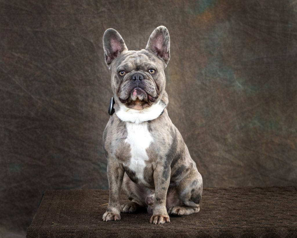 professional dog photographer New Jersey wall portrait