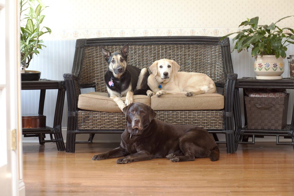 a NJ Morris Warren County dog photographer